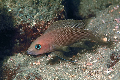 Neolamprologus falcicula 'Magara'